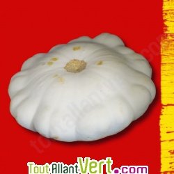 Graines bio Courge Patisson blanc AB