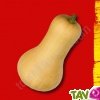 Graines bio Courge Butternut Doubeurre AB