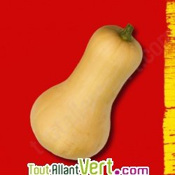 Graines bio Courge Butternut Doubeurre AB