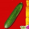 Graines bio Concombre Vert Long Maraicher AB