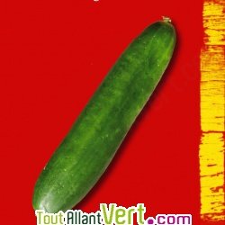 Graines bio Concombre Vert Long Maraicher AB