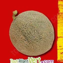 Graines bio Melon Sucrin de Tours AB