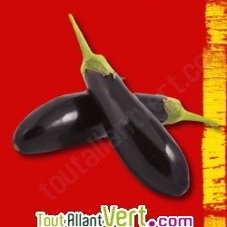 Graines bio Aubergine de Barbentane AB