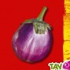 Graines bio Aubergine Violette de Florence violetta di firenze AB