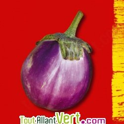 Graines bio Aubergine Violette de Florence violetta di firenze AB
