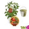 Pot en zinc + kit culture Tomate Cerise Bio 19 cm