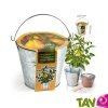 Pot en zinc + kit culture Tomate Poire Jaune 19 cm