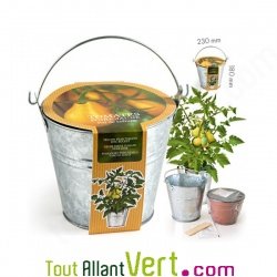 Pot en zinc + kit culture Tomate Poire Jaune 19 cm