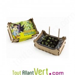 Cagette enfant culture Basilic bio + terreau