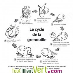 Paul-Emile t�tard solitaire, coloriage sur les grenouilles de S�verine Dalla