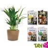 Aquasolo, arroseur automatique �cologique!