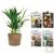 Vid�os de Aquasolo, arroseur automatique �cologique!