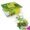 Jardini�re carr� en zinc de culture + terreau et graine, 25 cm