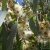 Huile essentielle Eucalyptus citronn� Citriodora  Bio 10ml