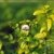 Huile essentielle Menthe poivr�e Bio HECT 5ml