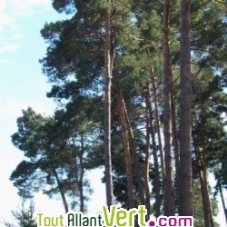 Huile essentielle Pin Sylvestre Bio HECT 10ml