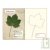 Mon herbier des feuilles d'arbres
