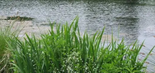 6 graines à germer indispensables pour débuter - Tout allant vert, le guide  des produits écolos et bios