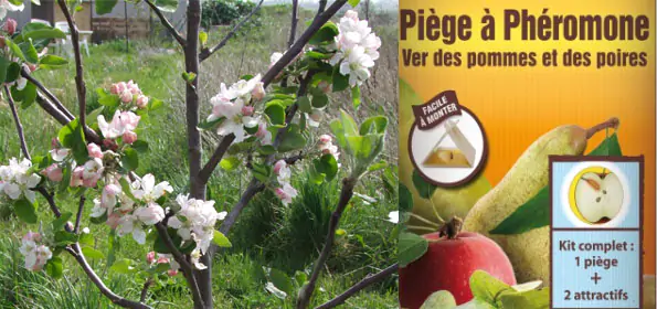 Protéger les récoltes des arbres fruitiers du gel