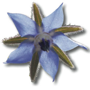 La fleur de Bourrache éloigne limaces, escargot et attirent les pollinisateurs.