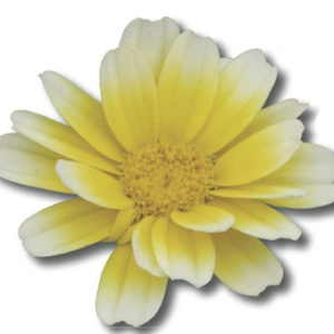 En plus de pouvoir la manger, la fleur Chrysantheme attirent les pollinisateurs.