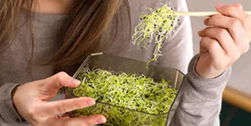 Comment faire ses graines germées d'alfalfa? - Little Green Ideas