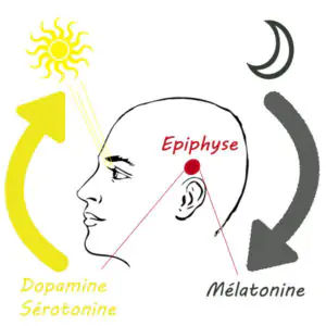 cerveau épiphyse