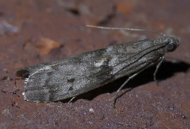 Moyens et techniques de prévention et de lutte contre les mites (insectes  ravageurs des vêtements et