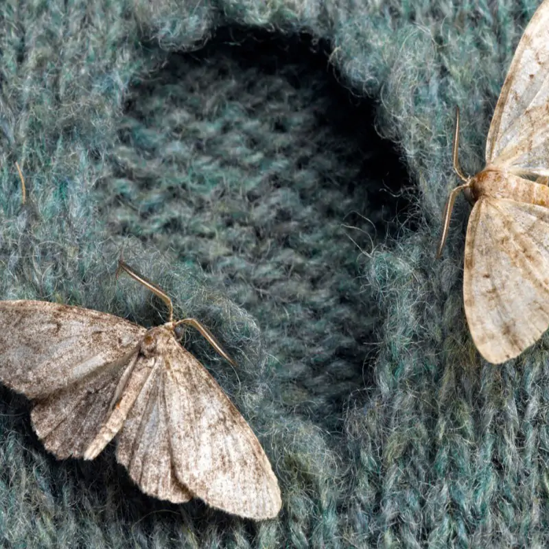 Saison des mites ! Comment protéger vos vêtements d'hiver ?