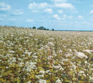 Fleurs de sarrasin, photo par Mille Oreillers