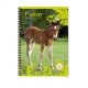 Cahier recycl� spirale A4 Grands carreaux 100p 70g animaux