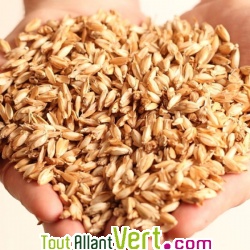 Oreiller en balles d\'peautre et coton biologique, Mille Oreillers