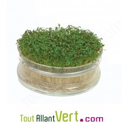 Germoir en verre avec grille inox, 13.5 cm