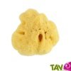 Eponge de mer naturelle b�b� pour la toilette, 8 cm