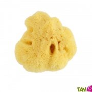 Eponge de mer naturelle bb pour la toilette, 8 cm