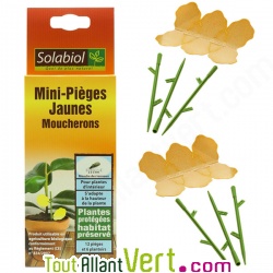 Pi�ges anti-moucherons jaunes pour plantes d\'int�rieur, Solabiol