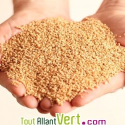 Coussin de maternit�, coton bio et balle de millet bio