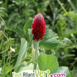 Engrais vert Trfle incarnat, 150g, AB, Ferme de Sainte Marthe