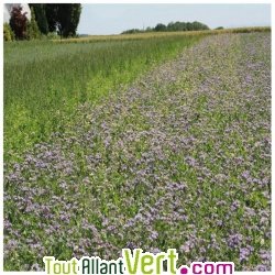 Engrais vert M�lange am�liorant annuel, 500g, AB, Ferme de Sainte Marthe