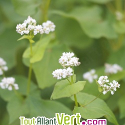 Engrais vert Sarrasin, 400g pour 50m1, Ferme de Sainte Marthe