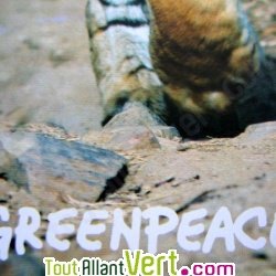 Bloc A5 quadrill� en papier recycl� Greenpeace 50 feuilles