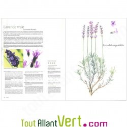 Aromatherapia, Tout sur les Huiles essentielles, Isabelle Pacchioni