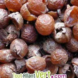 Noix de lavage indienne 1Kg multi-usages