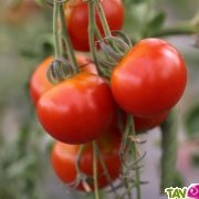 Graines bio Tomate Cerise AB