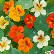 Graines bio Capucine Grande Variée, fleurs utiles au jardin, AB