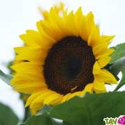 Graines bio Tournesol Gant