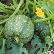 Graines bio Courgette de Nice  fruit rond AB