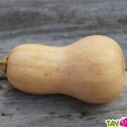 Graines bio Courge Musque Butternut (cucurbita moschata) AB