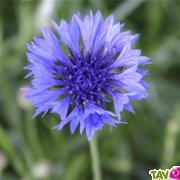 Graines bio Bleuet, fleurs utiles au jardin, AB