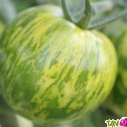 Graines bio Tomate Green Zebra